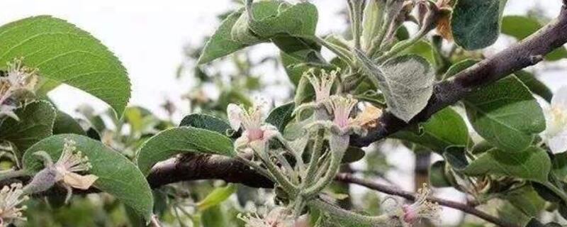 修剪花枝的技巧 山茶花修剪花枝的技巧