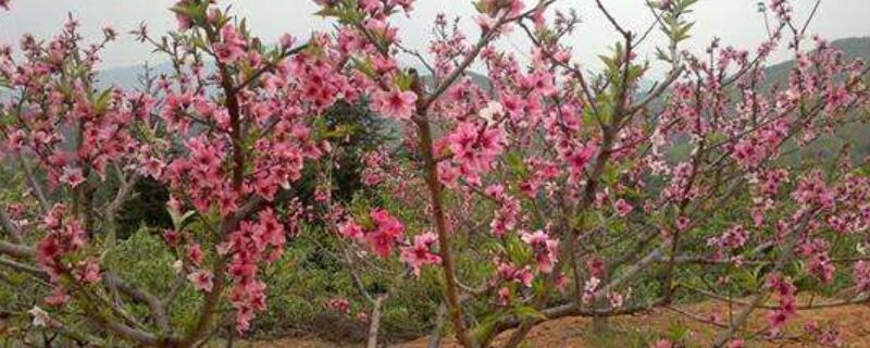 第一年桃树怎么留主干(桃树定干后怎样留侧枝)