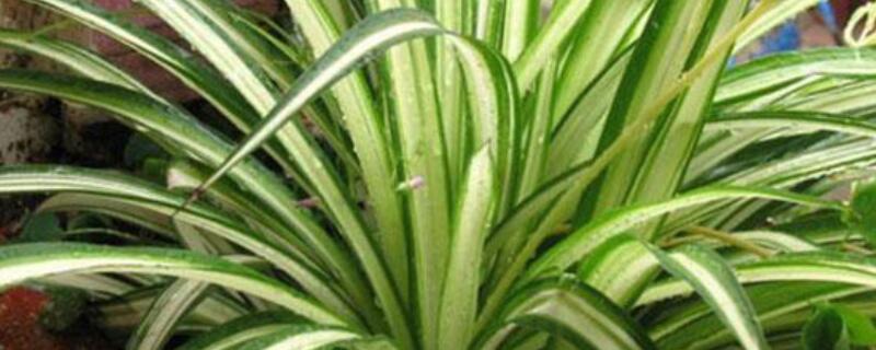 银心吊兰有毒吗 金心吊兰和银心吊兰