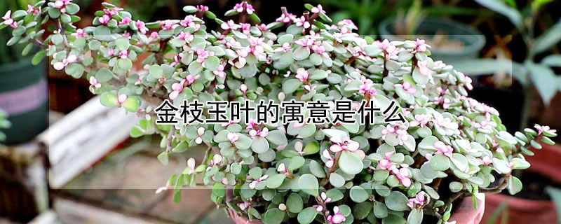 金枝玉叶的寓意是什么 金枝玉叶的寓意是什么意思