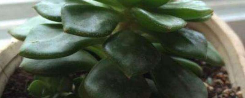 蒂亚徒长是什么样子(蒂亚徒长是什么意思)