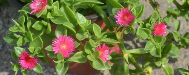 牡丹吊兰能长成老桩吗（牡丹花怎么养成老桩）