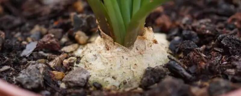 鳞茎是指哪个部位 朱顶红鳞茎是指哪个部位