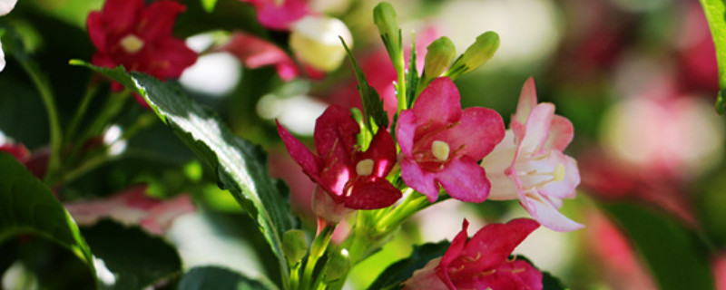 如果养殖五彩锦带(五彩锦带种植)