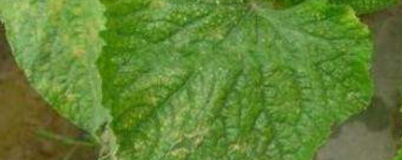 黄瓜叶子上有白斑(黄瓜叶子上有白斑是什么情况)