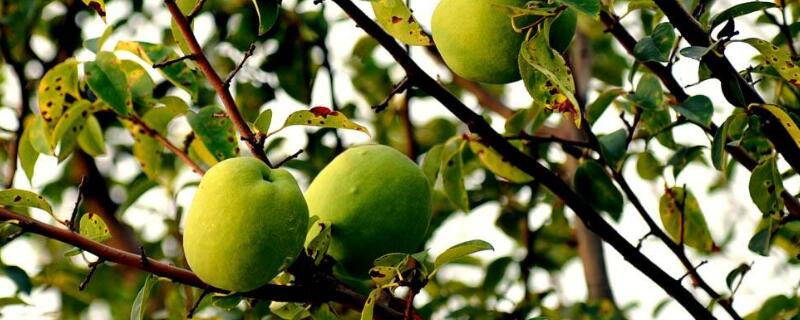 盆栽木瓜树怎么养（木瓜树如何栽植,以及养护技巧）