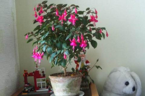 灯笼花的养殖方法和注意事项