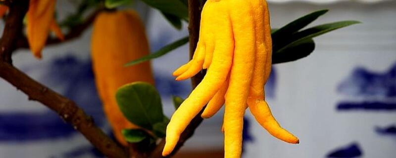 招财佛手怎么养(招财佛手怎么养出须子)