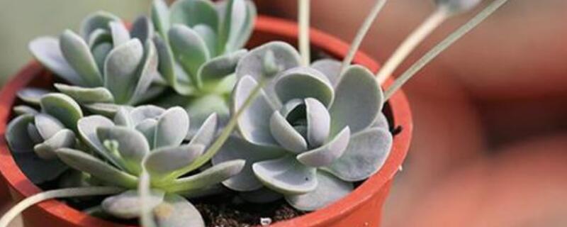 子持莲华的侧芽怎么剪 子持莲华怎么修剪