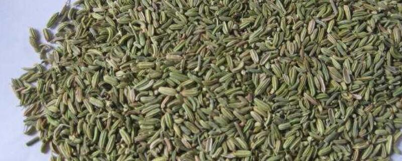孜然是什么植物的种子（孜然是一种植物吗）