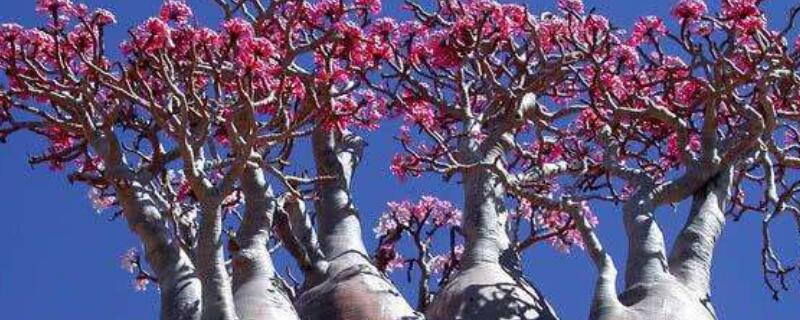 沙漠玫瑰叶子发黄是怎么回事 沙漠玫瑰叶子发黄是怎么回事什么时候加肥