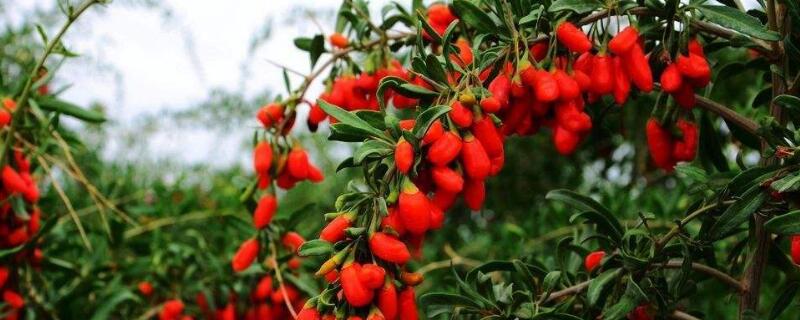 枸杞扦插繁殖方法（枸杞怎样扦插繁殖）