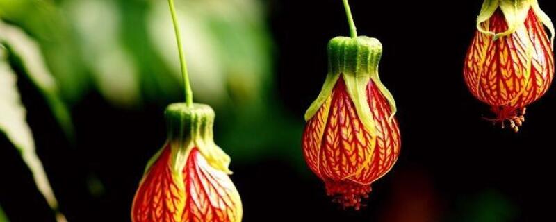 爬藤灯笼花的养殖方法 爬藤灯笼花的养殖方法和注意事项