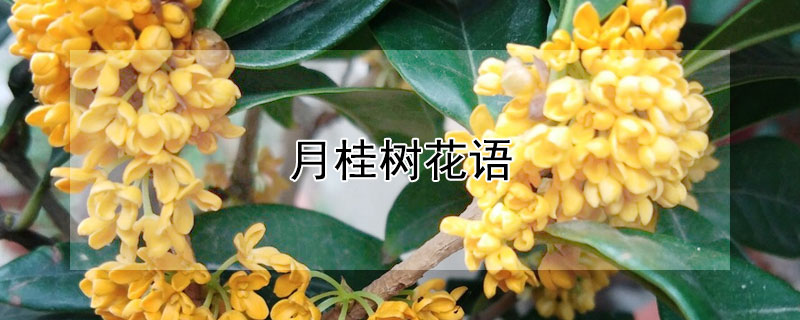 月桂树花语 月桂树花语及传说