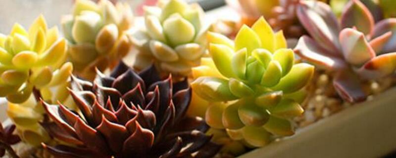 营养土可以种多肉吗 红砖渣拌营养土可以种多肉吗