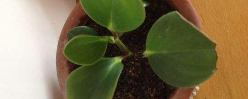 豆瓣绿扦插（豆瓣绿扦插后要浇水吗）