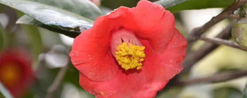 耐冬种子催芽技术（冬天种子催芽）