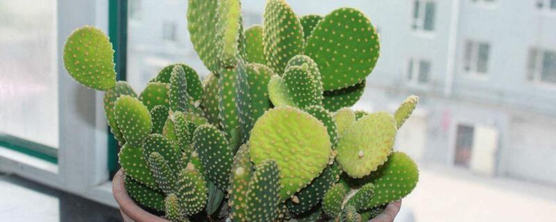 仙人掌发黄变软怎么办 仙人掌发软发黄