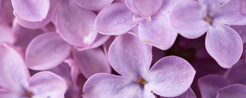 丁香花适合在室内养吗（丁香花是室内养还是室外养?）