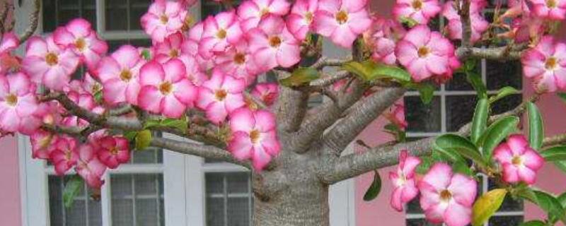 沙漠玫瑰提根时间 沙漠玫瑰提根后可以晒太阳吗