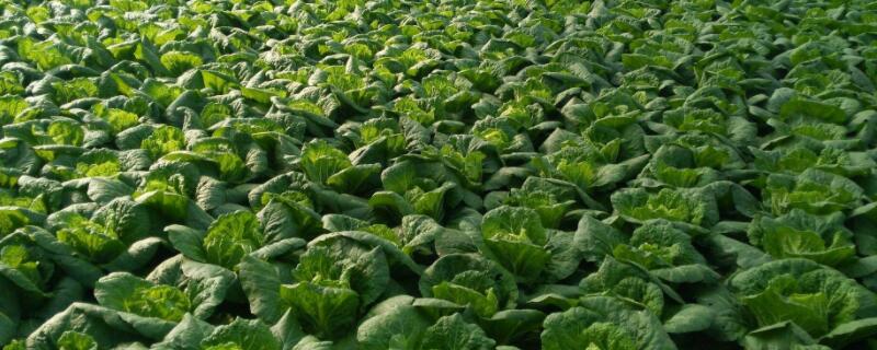 清明前后种什么蔬菜 清明前后种什么蔬菜好