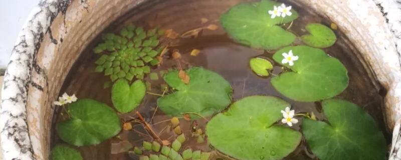 一叶莲开花后怎么修剪 一叶莲开完花后怎么修剪