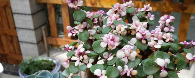 金枝玉叶怎么养（金枝玉叶怎么养叶子才能变粉色）