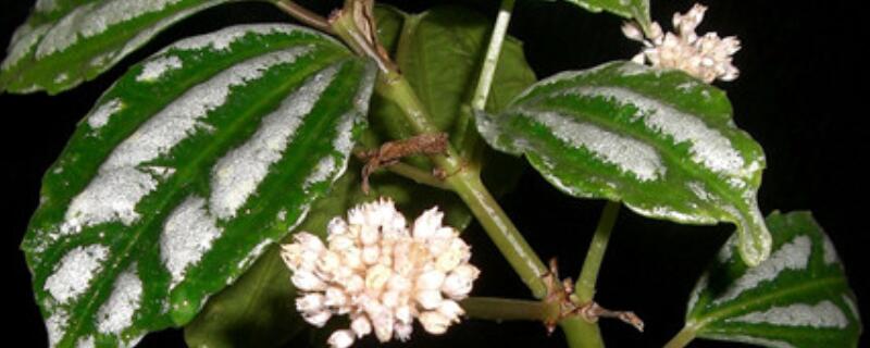 皱叶冷水花叶子耷拉了（花叶冷水花叶子下垂）