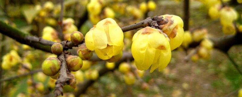 腊梅怎么养水（腊梅用水怎么养）