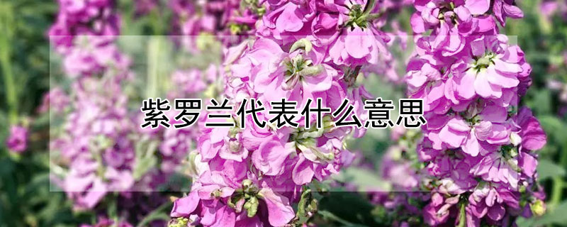 紫罗兰代表什么意思 蓝色紫罗兰代表什么意思