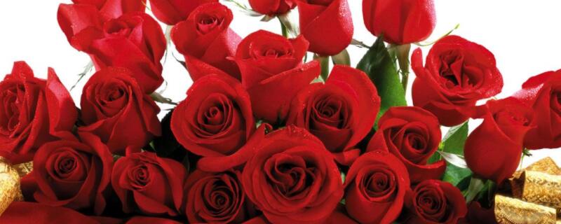 移栽玫瑰用缓苗吗 玫瑰花缓苗注意事项