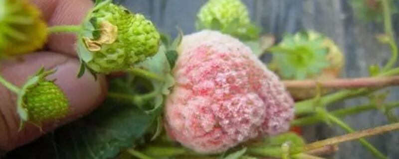 草莓上有白色的东西（草莓上有白色的东西是什么能吃吗）