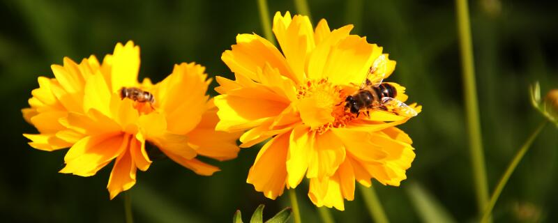 太阳花怎么掐头爆盆 太阳花怎么掐头爆盆 视频