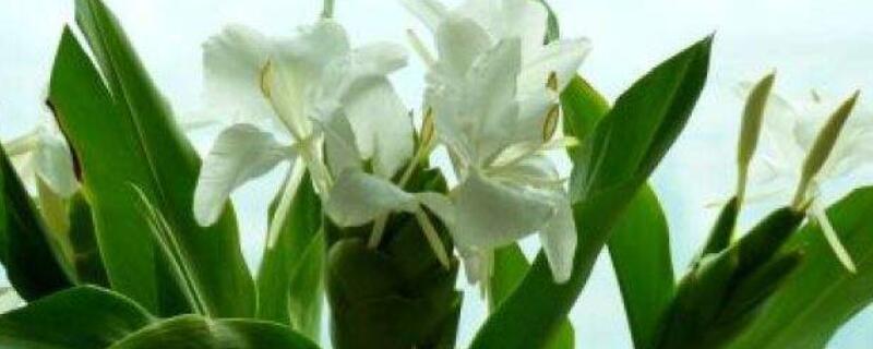 姜花怎么水养 姜花怎样放水里怎么养