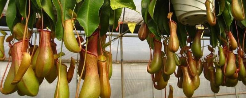 猪笼草怎么养 猪笼草怎么养才结笼子