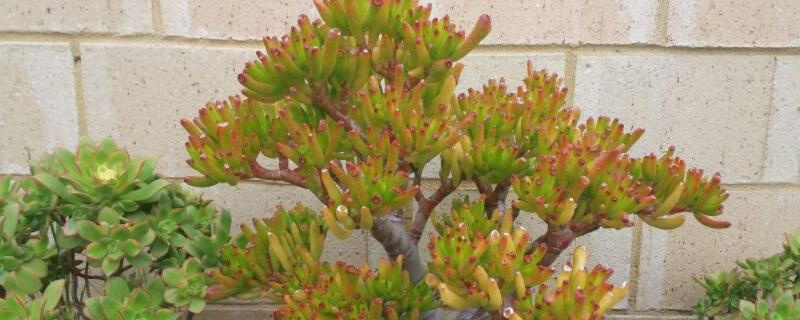 吸财树的养殖方法和注意事项 吸财树的养殖方法和注意事项夏季