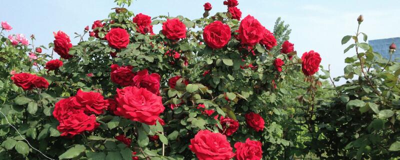 花土里有虫子怎么办用什么药(花土里有虫子怎么办用什么药 土发臭)