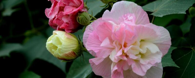 芙蓉花开完花怎么剪枝（芙蓉开花后怎么剪枝）