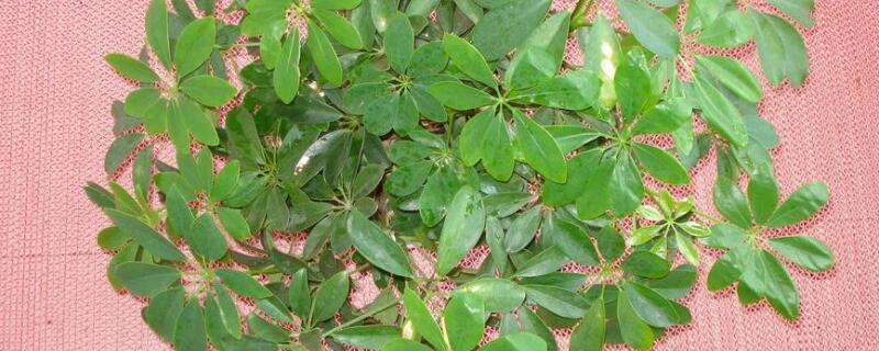 招财树的养殖方法（七叶莲招财树的养殖方法）