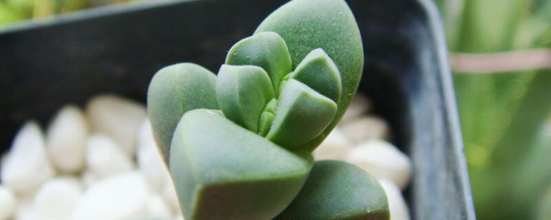 鹿角海棠怎么爆盆（鹿角海棠怎么爆盆开花）