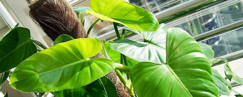 红苞喜林芋叶子黄原因(红苞喜林芋叶子黄怎么办)
