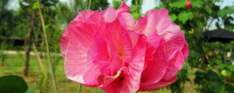 芙蓉花长得高咋剪枝(芙蓉花开花后怎么修剪)