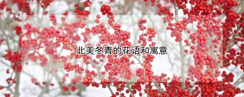 北美冬青的花语和寓意（北美冬青果花语）