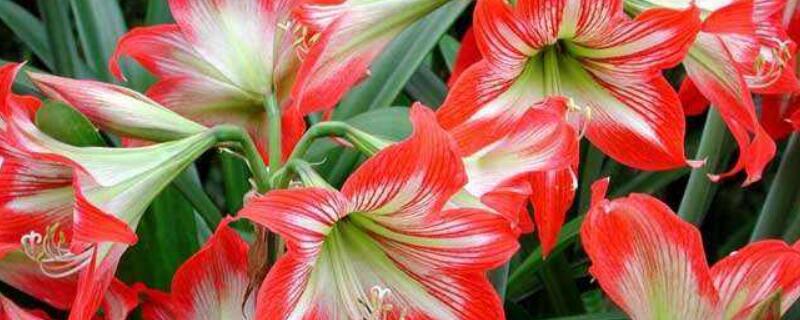 对儿红怎么养殖 对红怎么种植