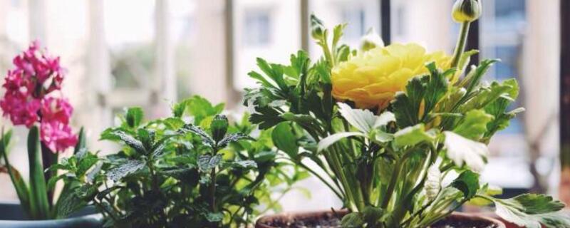 花毛茛如何度夏(花毛茛怎么过冬)