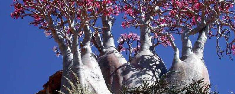 沙漠玫瑰砍头多久发芽 沙漠玫瑰剪枝后多久才冒新芽