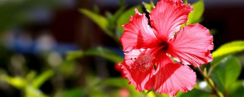 扶桑花种子的种法（扶桑花种子怎么种）