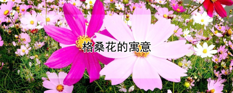 格桑花的寓意（黄色格桑花的寓意）