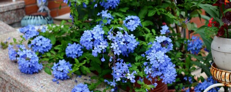 蓝雪花换盆后焉了 蓝雪花几年翻盆换土