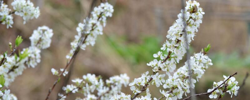李树花期用什么药(李树花后用什么药)
